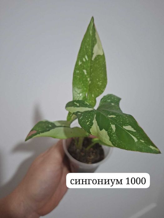 Продам комнатные растения