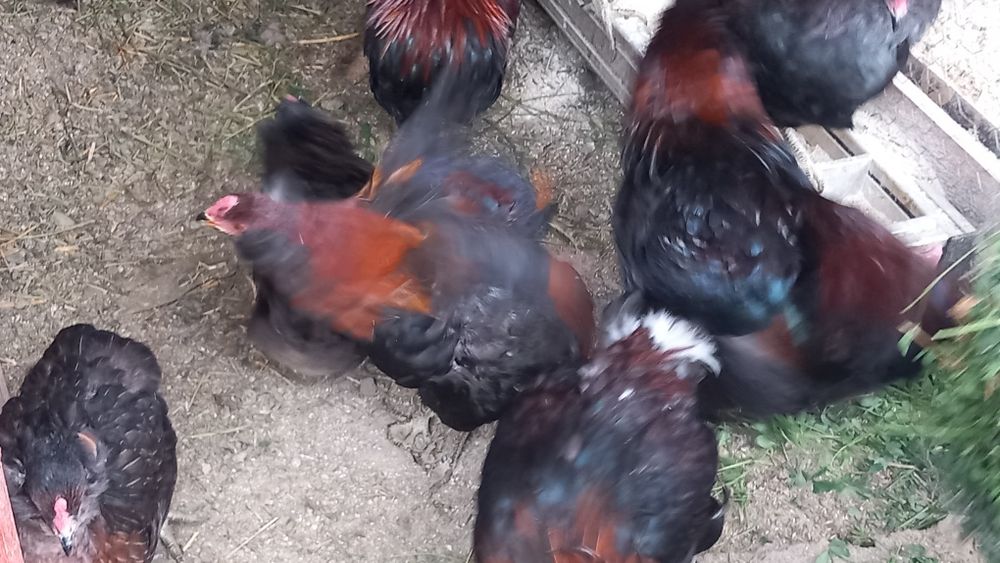 Cocoși Araucana  de vanzare