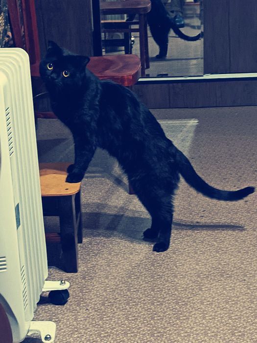 Hadyaga beriladi öğil bola mushuk