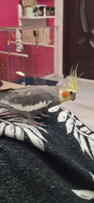 Cuplu de nimfe de vanzare