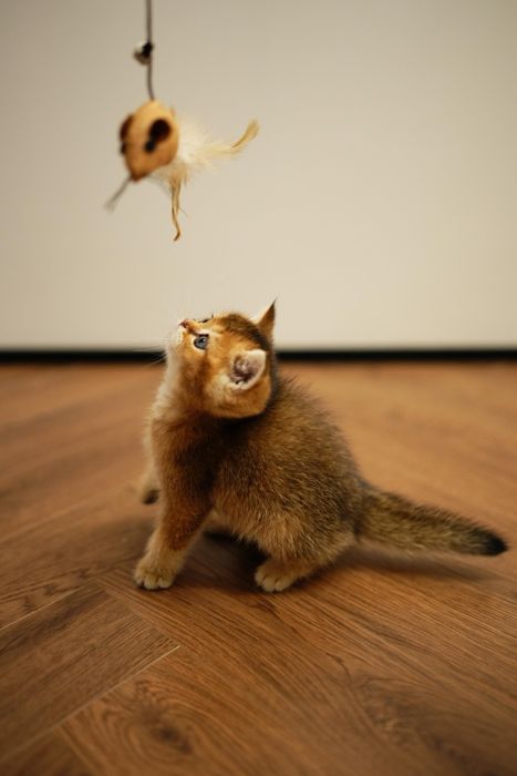 Шиншиллы Алматы котята