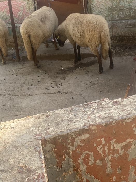 Vand 11 oi grase de taiat