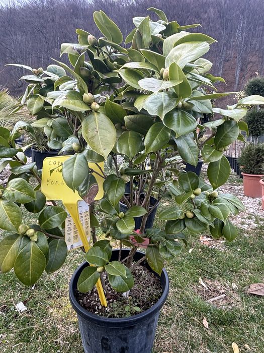 Camelia plante decorative