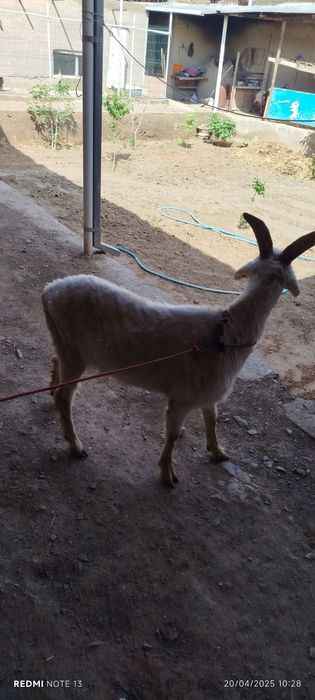 3-3yarim yoshli sarka