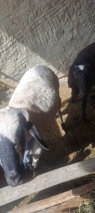 Qo'chqorlar qurbonlikka