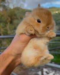 Продава Мини зайчета, Морски свинчета, Хамстери, Мишки, Таралеж