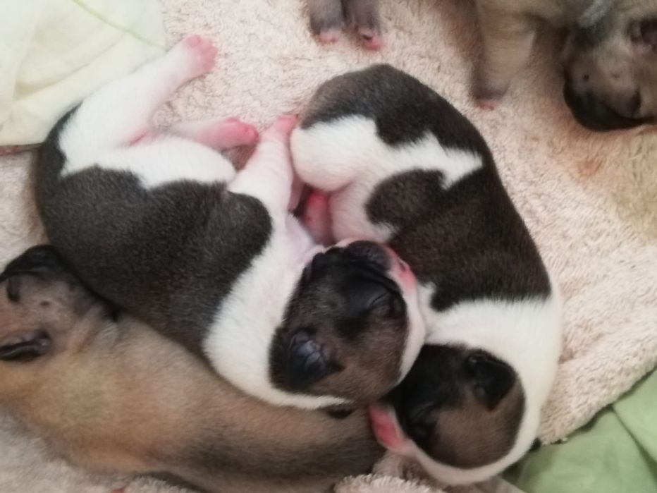 Продам щенков французского бульдога.