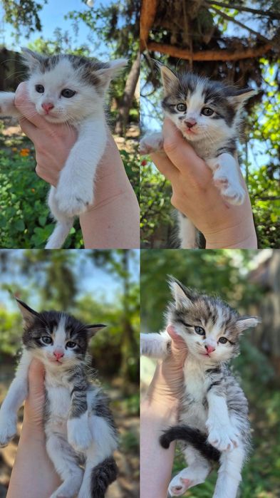 Самые красивые котята даром в лучшие руки