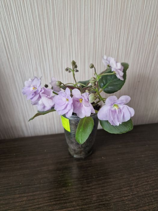 Фиалка сортовая.  Комнатные цветы