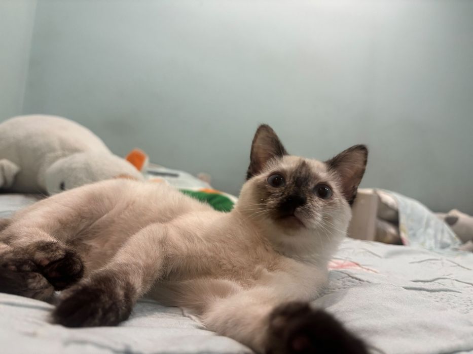 Котенок девочка отдаём в добрые руки
