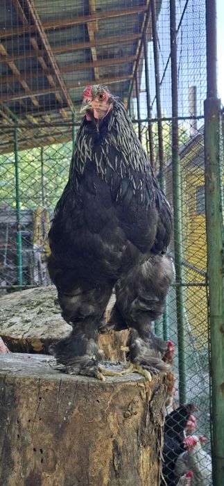 Брама қораз сатылады бағасы 18000теңге