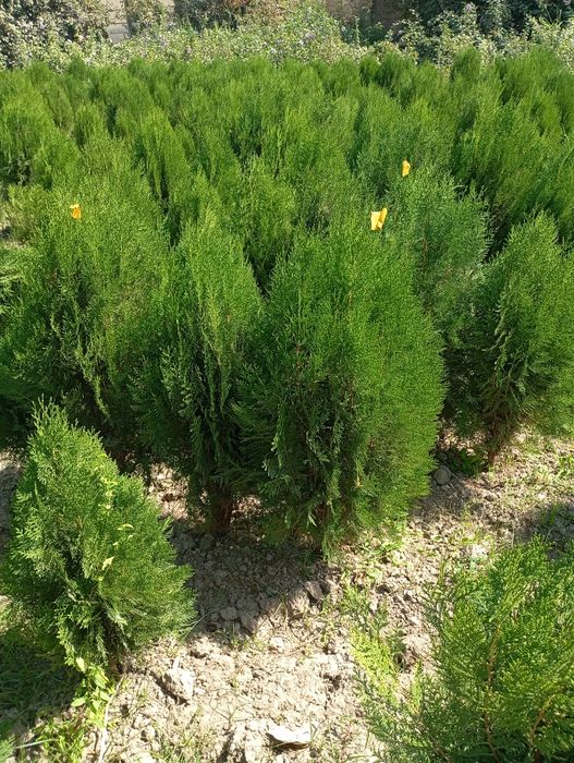 Archa keshish va dorlash dekrativni daraxtlar