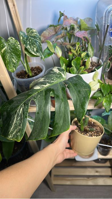 Монстера Альба и Тайское созвездие