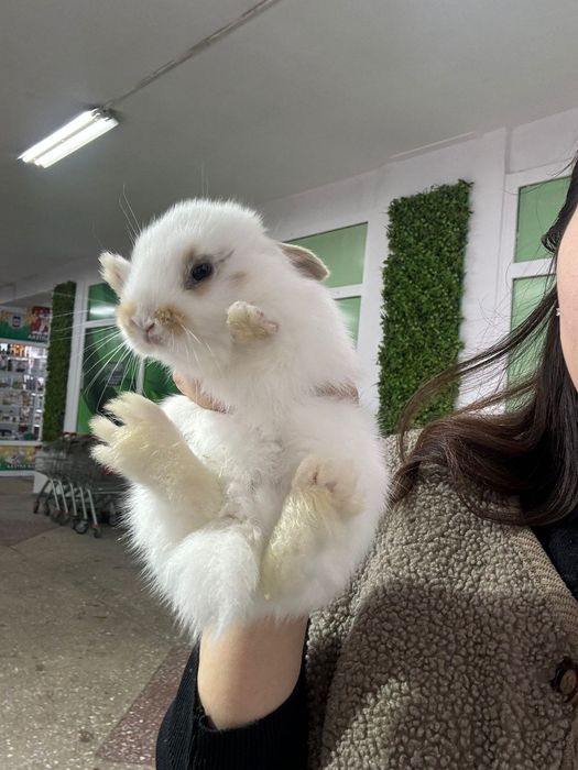 Кролики декоративные Поступление малышей