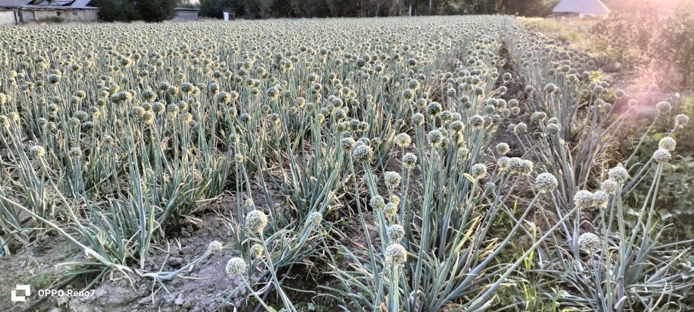 Семена Манас первосьем