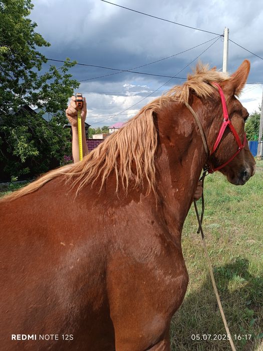 Лошад кобыла ...