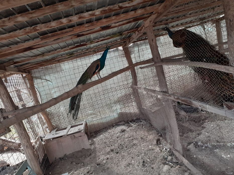 Vand paun matur 4 ani