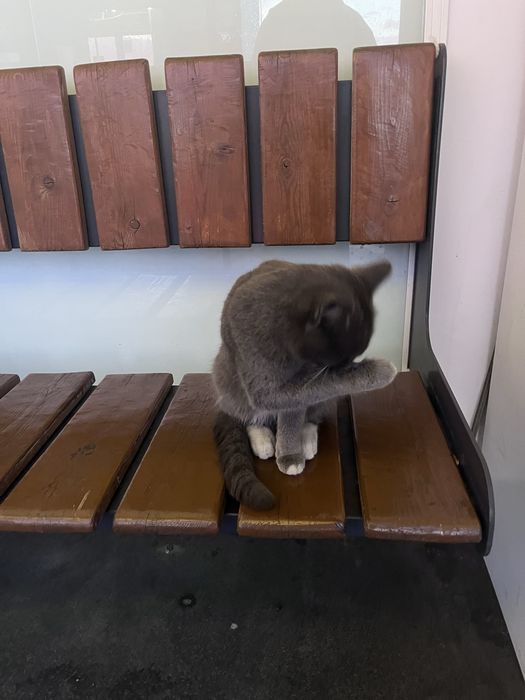 Кот в добрые руки