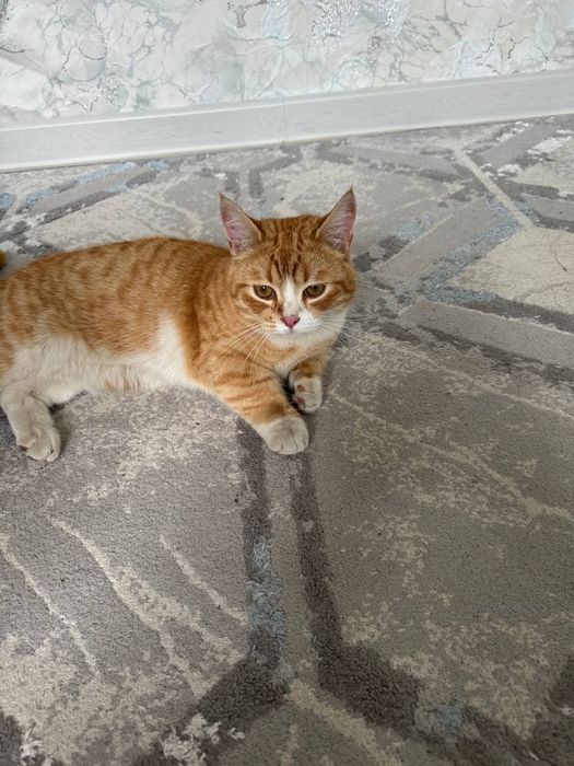 Отдадим кота даром