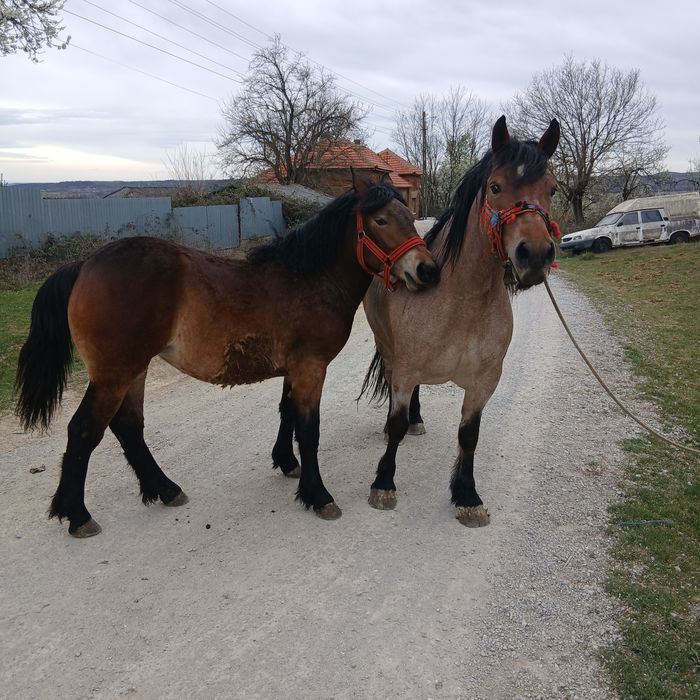 Vând iapa și mânză