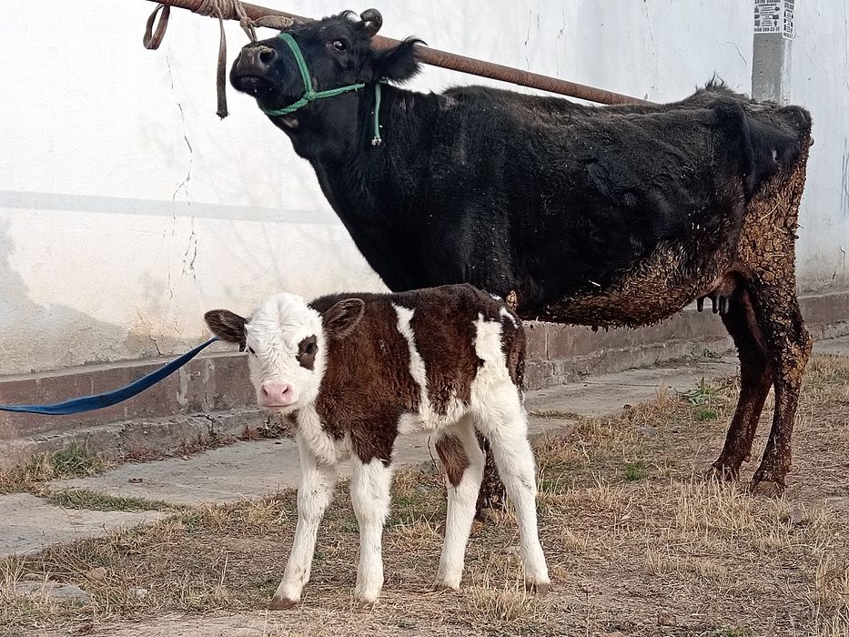 Ona bola sigir sotiladi 17 millon