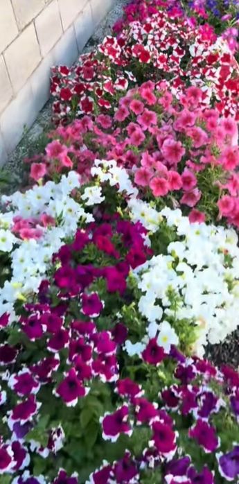 В наличии цветы петуния