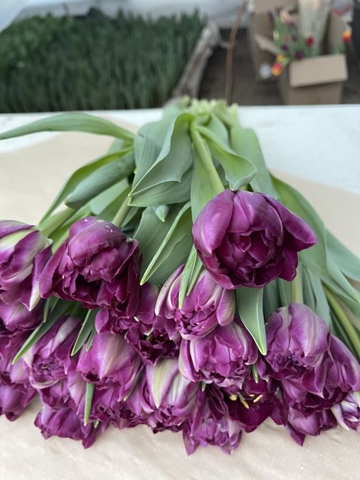 Тюльпаны Уральск