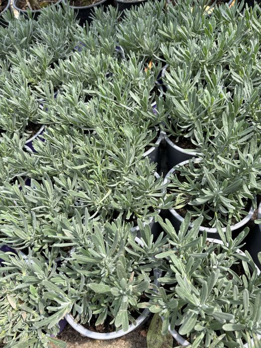 Photinia, Prunus, Iarba albastra, Lonicera