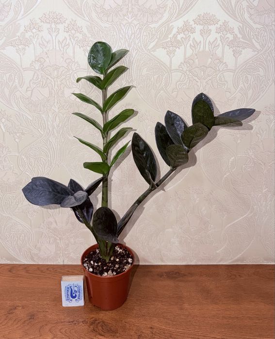 Замиокулькас, комнатные растения, комнатные цветы