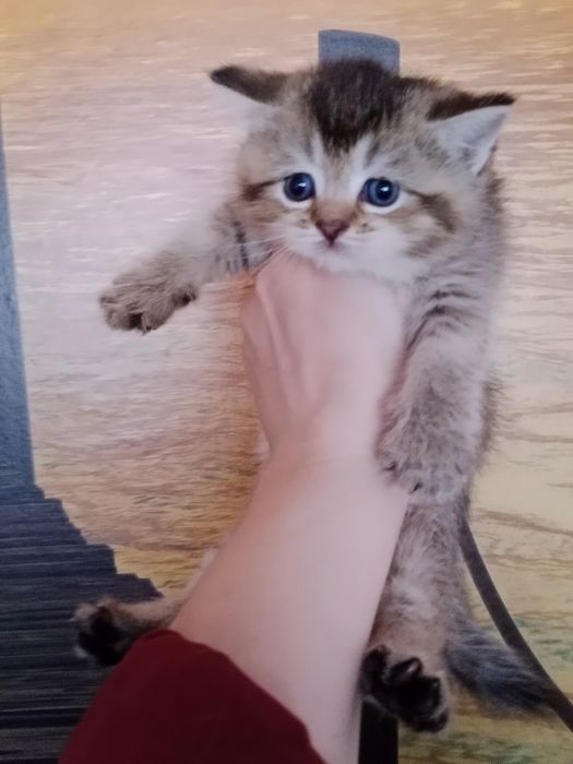 Девочка золотая Шиншила