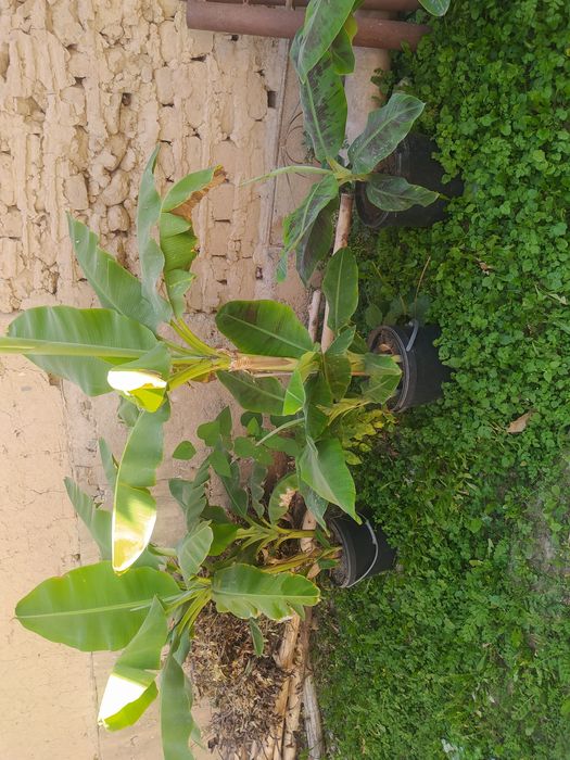 Банан цитрус тропик кўчатлар сотувда