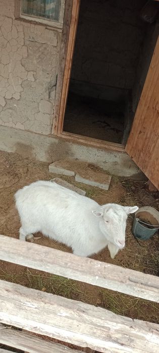 Семиз, бидай жеген ешки