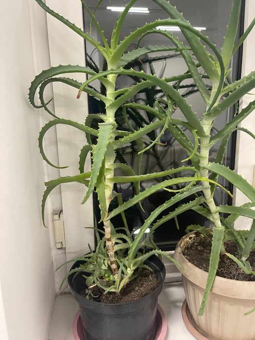 Лечебный алоэ столетник