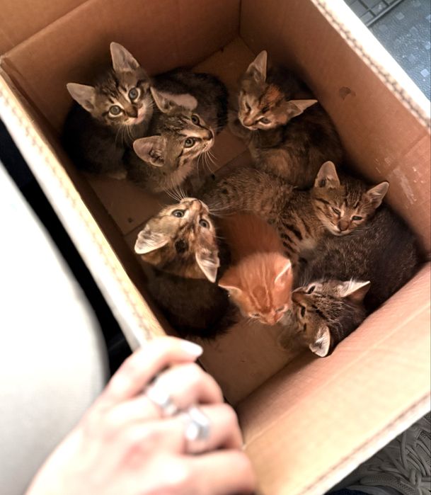 Adoptie puiuți pisică