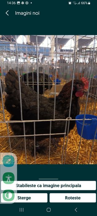 Vand oua pentru incubat de Marans