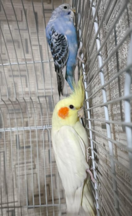 Попугай карелла самка