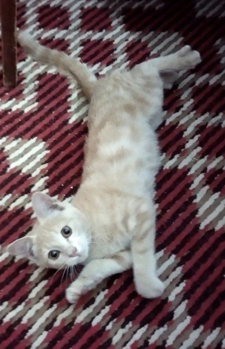 Отдаем любящим и добрым