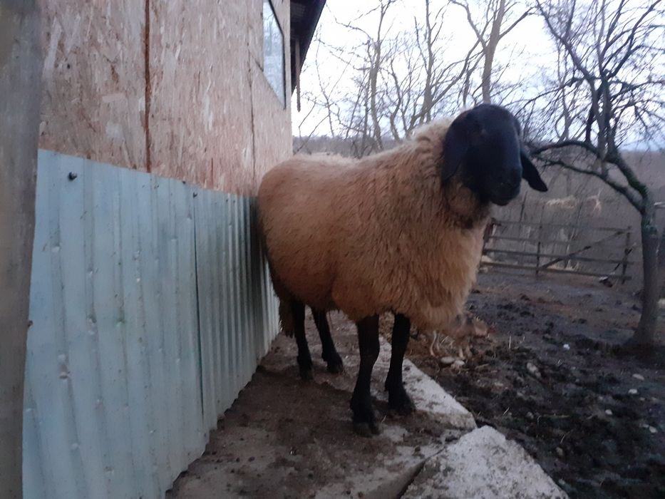 Berbec carabaș,  vârstă 3 ani