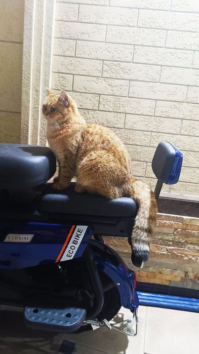 Продаётся чистокровный кошка золотая шиншилла