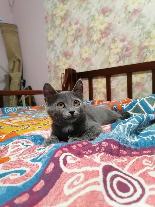 Отдам в добрые руки