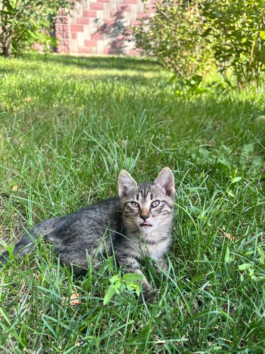 Котята ищут новый дом
