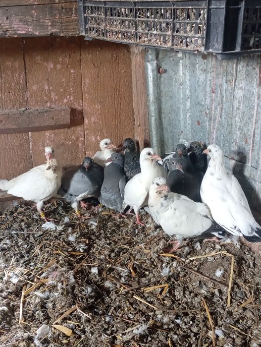 Dau porumbei la schimb pe o pereche de găini Ciochina pitic sau alte rase de găini