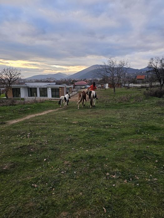 Карета каляска каруца файтон маратон кон кобила пони