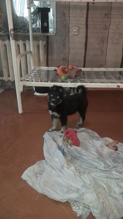 Дарю щенка!         .