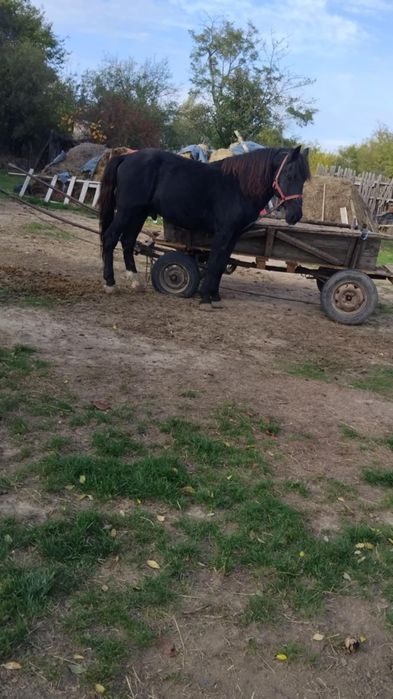 Vând cal urgent !!!