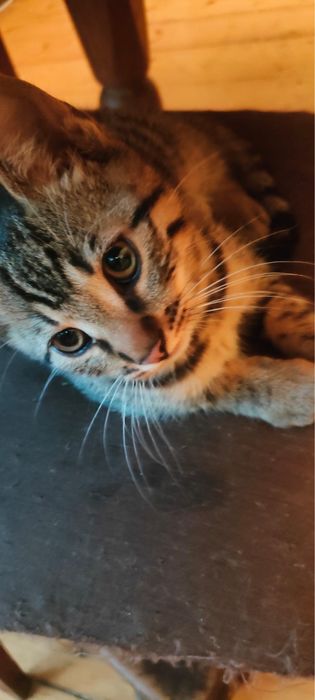Pisici pentru adoptie