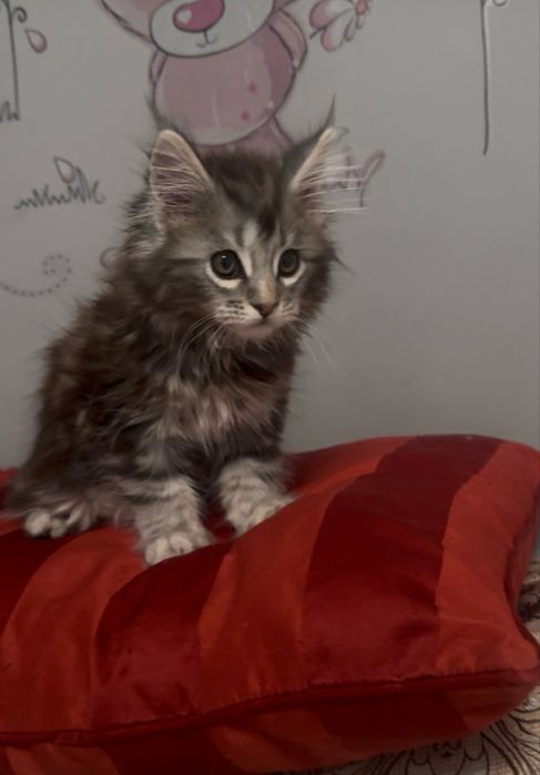 Котята породы мейн-кун