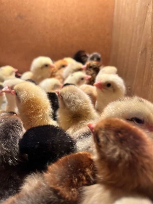 Продаются цыплята вылупились 22апреля