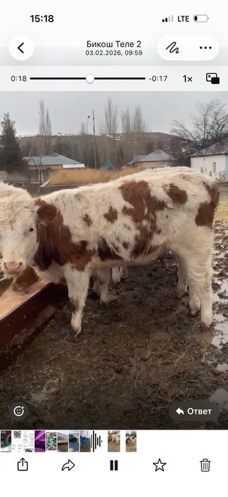 Таналар сатылады