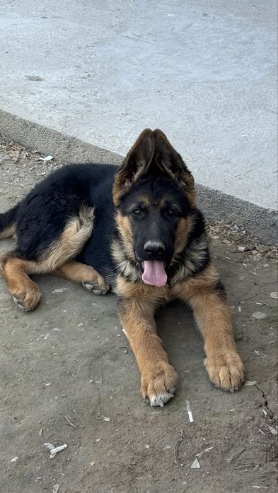 Немецкая Овчарка